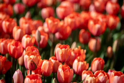 Tulip Field 4K Wallpaper · flowers · 3840×2560