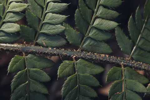 Sfondo Foglia di Felce 4K · flowers · 3840×2560