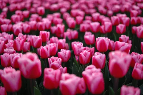 郁金香田 4K壁纸 · flowers · 3840×2560