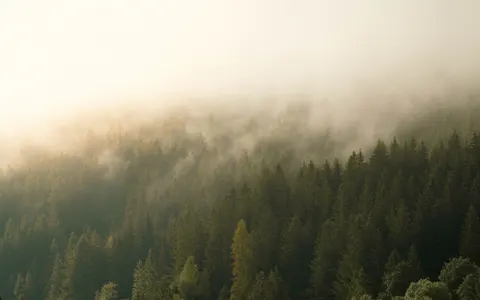 Обои Туманный лес 4K · nature · 3840×2401