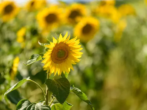 خلفية حقل عباد الشمس بدقة 4K · flowers · 3840×2869