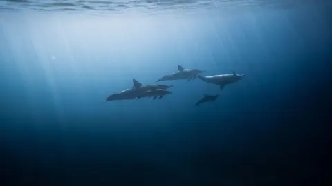 والپیپر نهنگ با کیفیت 4K · ocean · 3840×2160