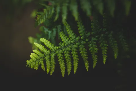 Fern Leaf 4K Wallpaper · flowers · 3840×2560