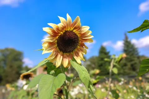 해바라기 밭 4K 배경화면 · flowers · 3840×2560