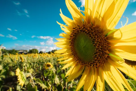 Обои Поле подсолнухов 4K · flowers · 3840×2560