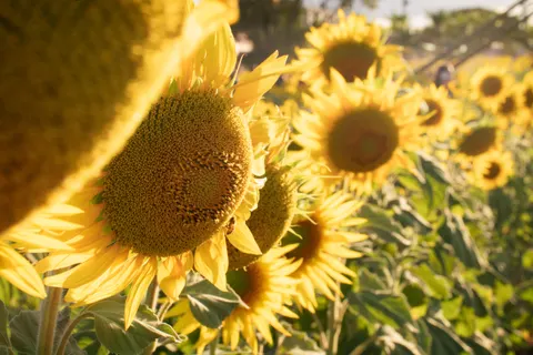 Sunflower Field 4K Wallpaper · flowers · 3840×2560