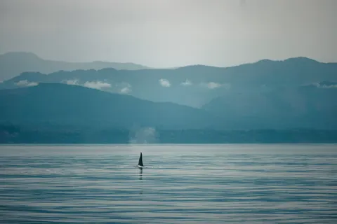 Whale 4K Wallpaper · ocean · 3840×2561
