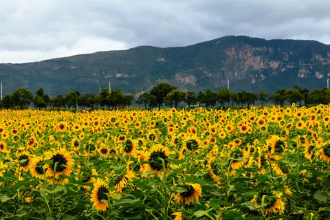 Sunflower Field 4K Wallpaper · flowers · 3840×2561