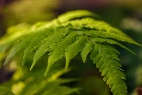 Fern Leaf 4K Wallpaper · flowers · 3840×2560
