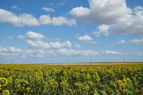 Fond d'écran Champ de tournesols 4K · flowers · 3840×2560