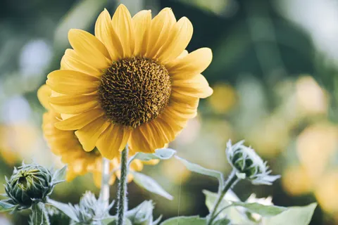 Sonnenblumenfeld 4K Hintergrundbild · flowers · 3840×2560