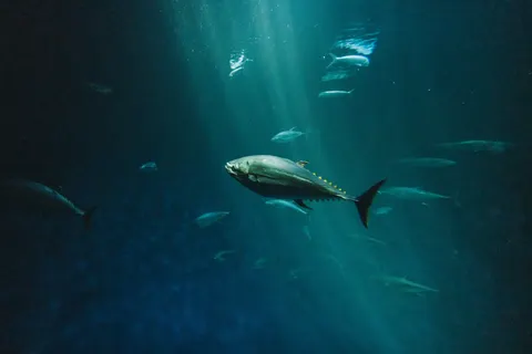 고래 4K 배경화면 · ocean · 3840×2561