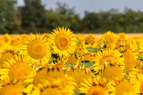 خلفية حقل عباد الشمس بدقة 4K · flowers · 3840×2560