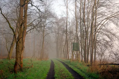 Fondo de pantalla Bosque con niebla 4K · nature · 3840×2560