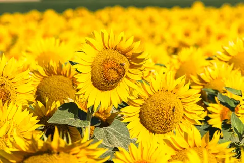해바라기 밭 4K 배경화면 · flowers · 3840×2560