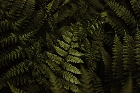Fern Leaf 4K Wallpaper · flowers · 3840×2560