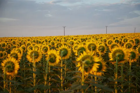 Sunflower Field 4K Wallpaper · flowers · 3840×2560