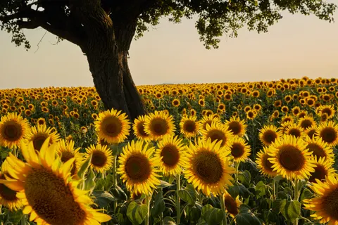 Sunflower Field 4K Wallpaper · flowers · 3840×2560