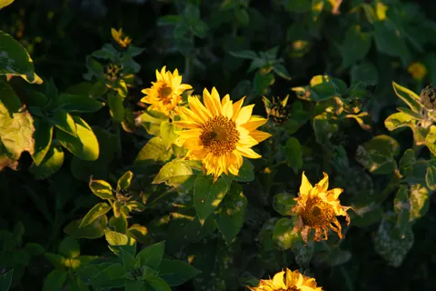 Sunflower Field 4K Wallpaper · flowers · 3840×2560