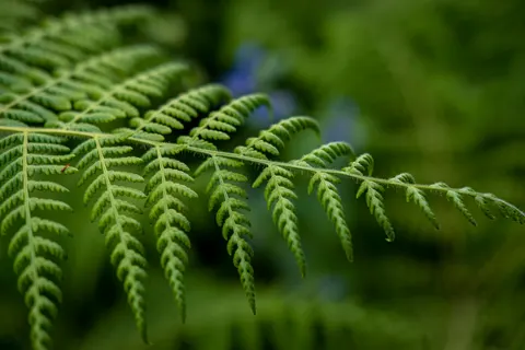 Sfondo Foglia di Felce 4K · flowers · 3840×2560