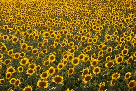 Sunflower Field 4K Wallpaper · flowers · 3840×2560