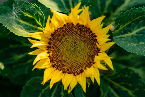 Sunflower Field 4K Wallpaper · flowers · 3840×2561