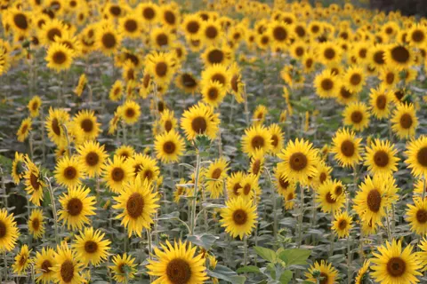 Sunflower Field 4K Wallpaper · flowers · 3840×2560
