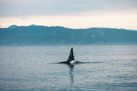 Whale 4K Wallpaper · ocean · 3840×2561