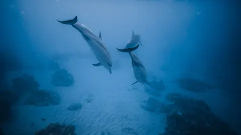 鯨魚 4K桌布 · ocean · 3840×2160