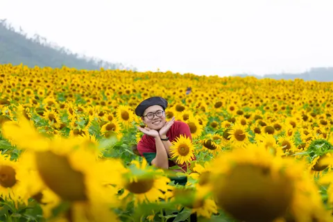خلفية حقل عباد الشمس بدقة 4K · flowers · 3840×2560