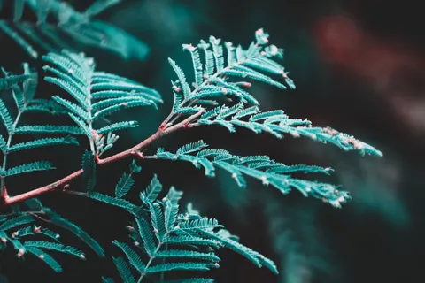 Fern Leaf 4K Wallpaper · flowers · 3840×2560