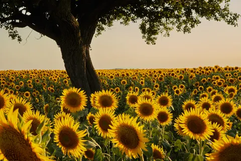 خلفية حقل عباد الشمس بدقة 4K · flowers · 3840×2560