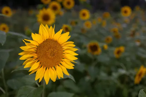 Sunflower Field 4K Wallpaper · flowers · 3840×2560