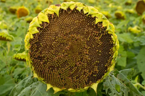 Sunflower Field 4K Wallpaper · flowers · 3840×2560