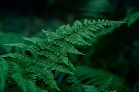 Fern Leaf 4K Wallpaper · flowers · 3840×2560