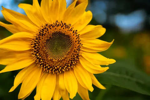 해바라기 밭 4K 배경화면 · flowers · 3840×2560