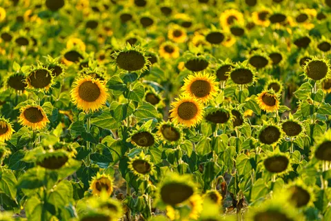 خلفية حقل عباد الشمس بدقة 4K · flowers · 3840×2561