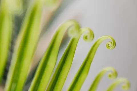 Sfondo Foglia di Felce 4K · flowers · 3840×2560