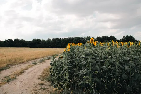 Fondo de pantalla Campo de girasoles 4K · flowers · 3840×2560