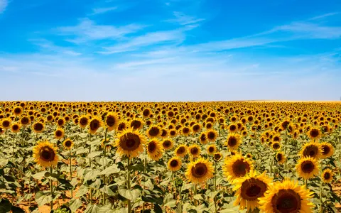Sunflower Field 4K Wallpaper · flowers · 3840×2400