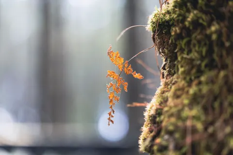 Fern Leaf 4K Wallpaper · flowers · 3840×2560