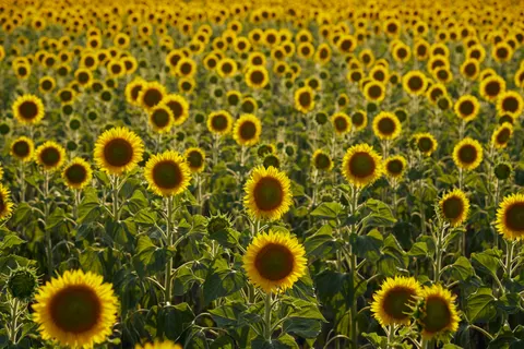 해바라기 밭 4K 배경화면 · flowers · 3840×2560