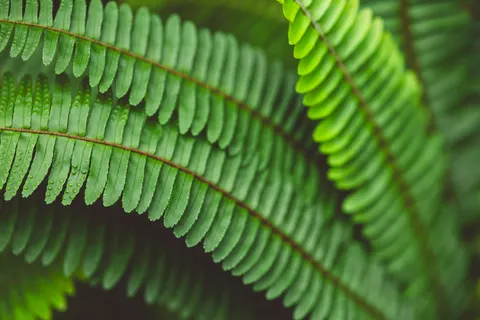 고사리 잎 4K 배경화면 · flowers · 3840×2560