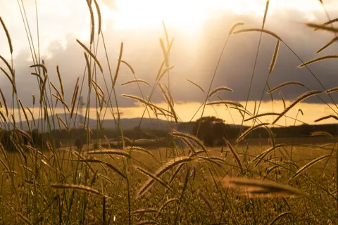 Landelijk Veld 4K-achtergrond · nature · 3840×2560