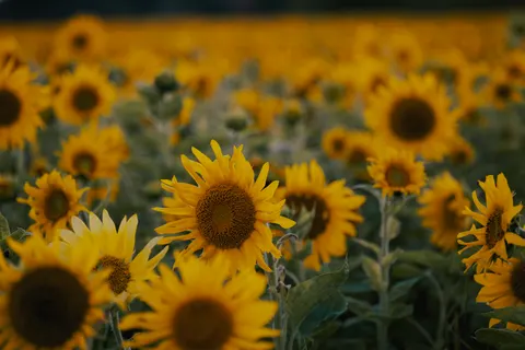 Sunflower Field 4K Wallpaper · flowers · 3840×2560