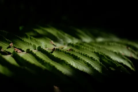 Fern Leaf 4K Wallpaper · flowers · 3840×2560