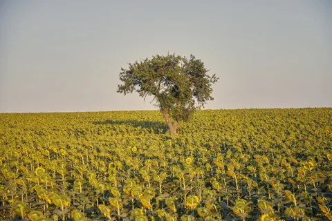 Sunflower Field 4K Wallpaper · flowers · 3840×2560