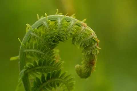 Sfondo Foglia di Felce 4K · flowers · 3840×2560