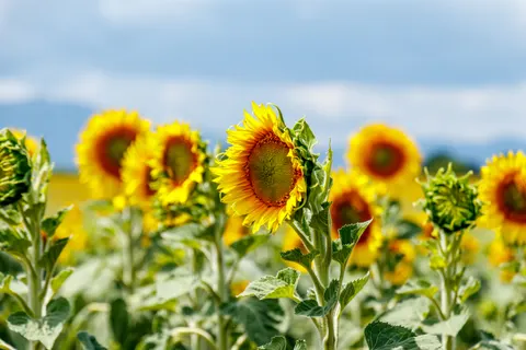خلفية حقل عباد الشمس بدقة 4K · flowers · 3840×2560