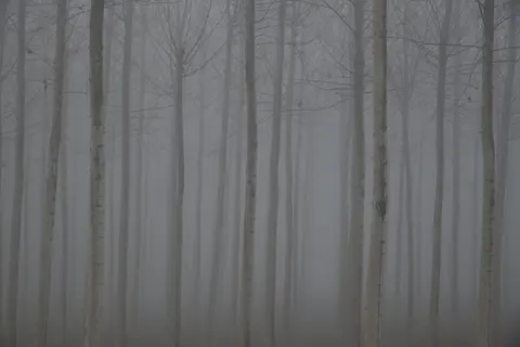 Foggy Forest 4K Wallpaper · nature · 3840×2560